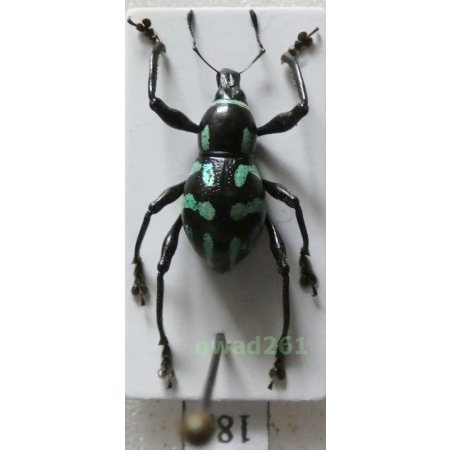 Metapocyrtus lindabonus W.Schultze, 1922 female Philippines18a